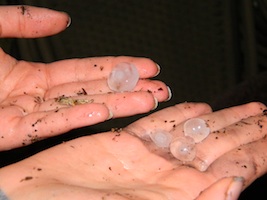Angela DiCara holds a marble-sized hail stone from Sunday's storm that hit Edgewater / Headline Surfer